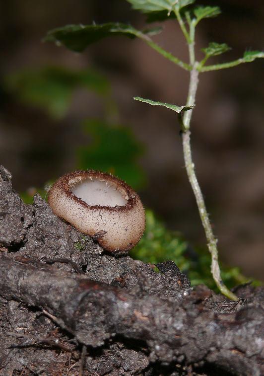 humária polguľovitá Humaria hemisphaerica (F.H. Wigg.) Fuckel