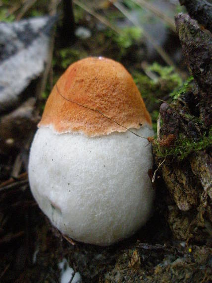 kozák osikový Leccinum albostipitatum den Bakker & Noordel.