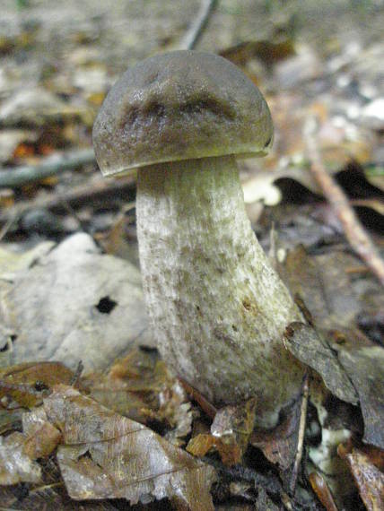 kozák hrabový Leccinum pseudoscabrum (Kallenb.) Šutara