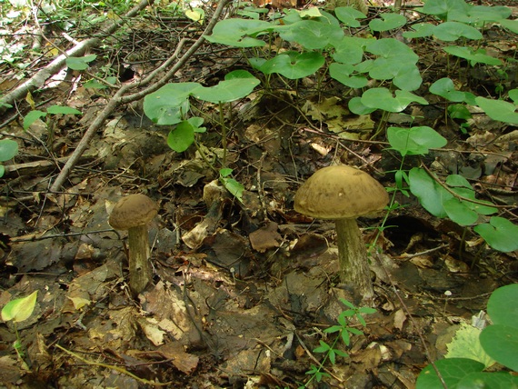 kozák hrabový Leccinum pseudoscabrum (Kallenb.) Šutara