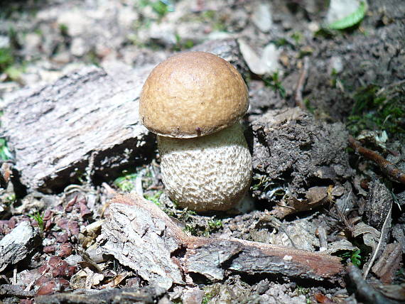 kozák hrabový Leccinum pseudoscabrum (Kallenb.) Šutara