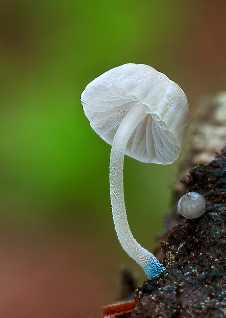 prilbička modrokorienkatá Mycena cyanorhiza Quél.