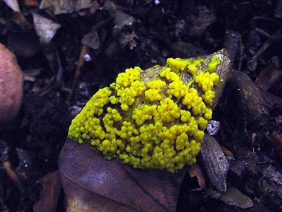 slizovka  Myxomycetes