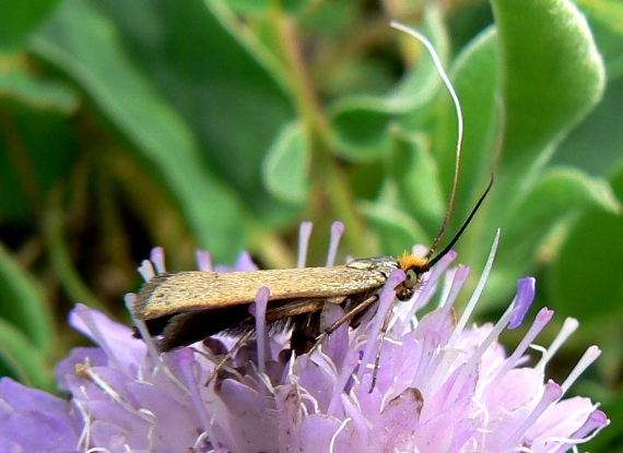 adéla chrastavcová Nemophora metallica