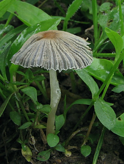 hnojník sivejúci Parasola lactea (A.H. Sm.) Redhead, Vilgalys & Hopple