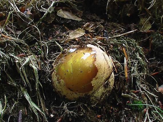 hadovka smradlavá  Phallus impudicus  L.