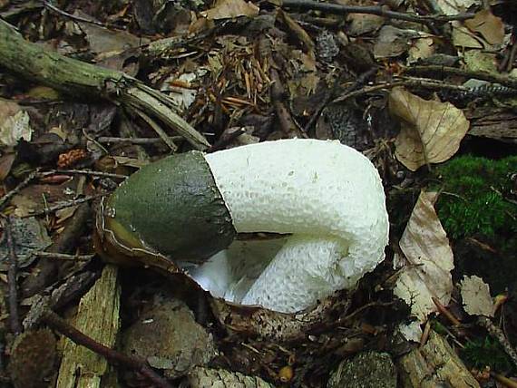 hadovka smradlavá  Phallus impudicus  L.