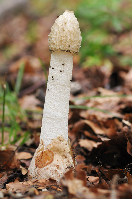 hadovka smradľavá Phallus impudicus L.