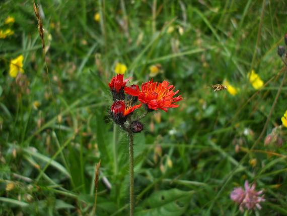 chlpánik oranžový  Pilosella aurantiaca (L.) F. W. Schultz et Sch. Bip.