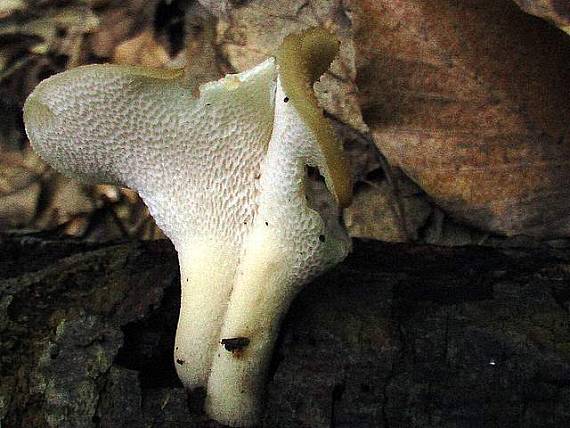 trúdnik Polyporus sp.