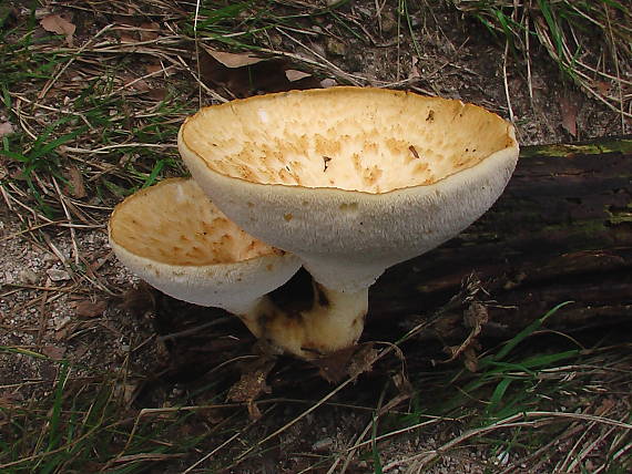 trúdnik hľuzovitý  Polyporus tuberaster (Jacq. ex Pers.) Fr.