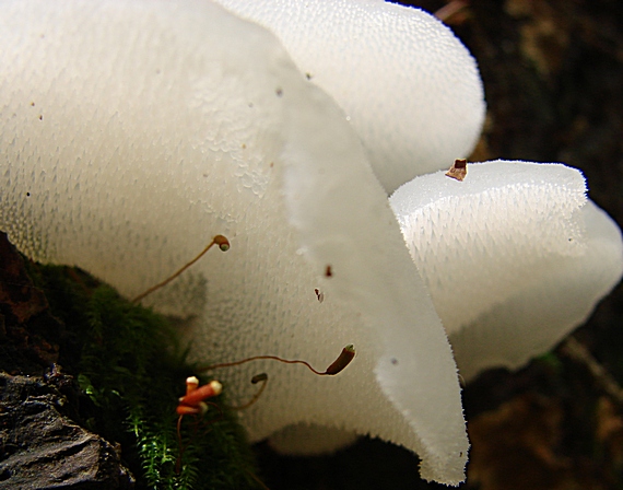 pajelenka želatínová Pseudohydnum gelatinosum (Scop.) P. Karst.