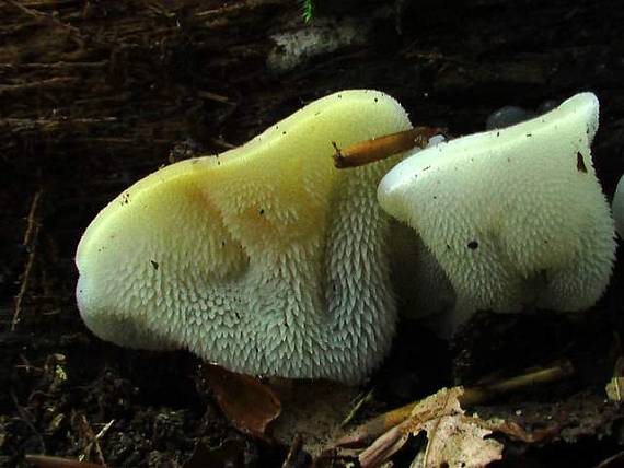 pajelenka želatínová Pseudohydnum gelatinosum (Scop.) P. Karst.