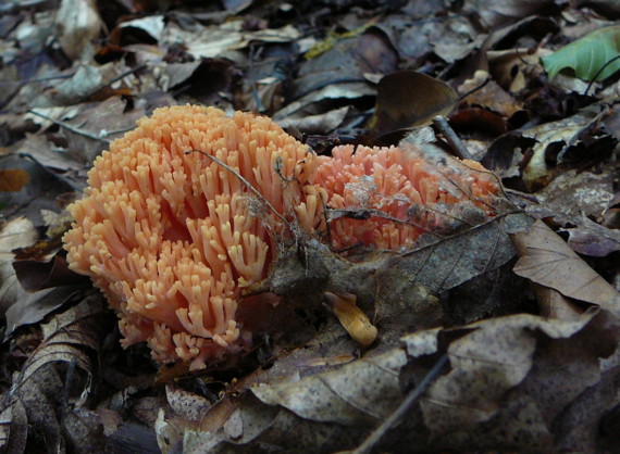 strapačka Ramaria sp.