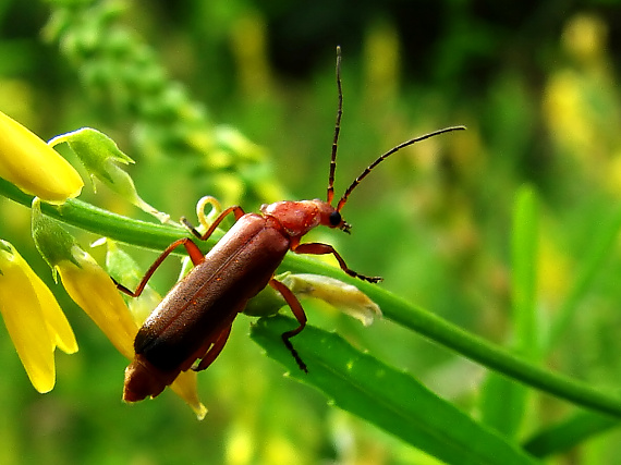 snehuľčík žltý Rhagonycha fulva