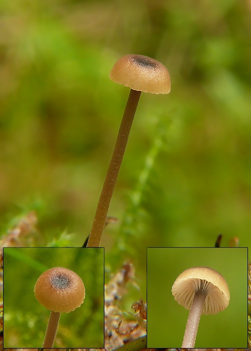 machovček Swartzov Rickenella swartzii (Fr.) Kuyper