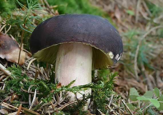 plávka olivová Russula olivacea (Schaeff.) Fr.