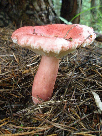 plávka červenohlúbiková Russula rhodopus Zvára