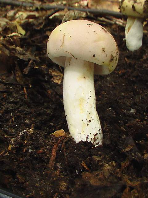 plávka mandľová ? Russula vesca Fr.