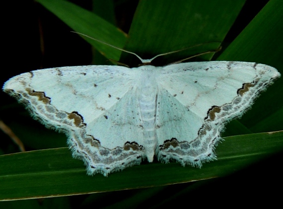 piadica okrášlená Scopula ornata