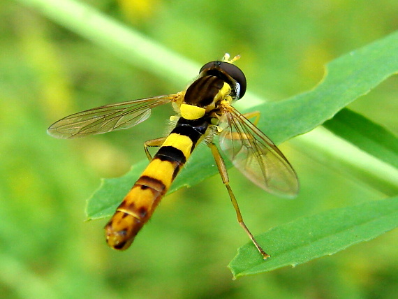 pestrica Sphaerophoria scripta