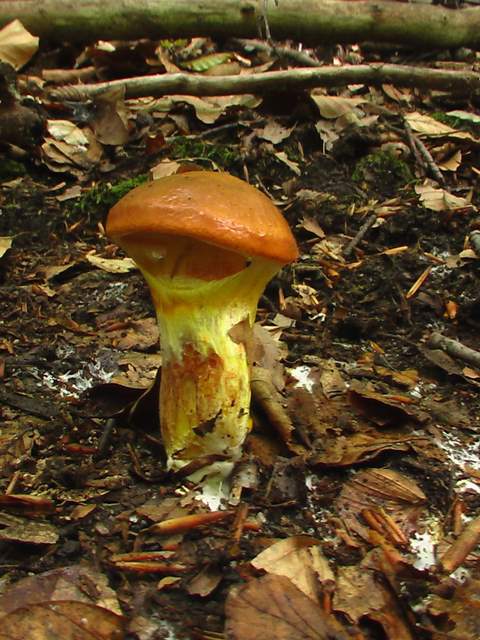 masliak smrekovcový  Suillus grevillei (Klotzsch) Singer