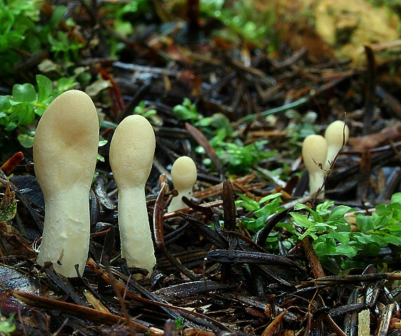 kyjovec tmavnúci  Trichoderma alutaceum Jaklitsch