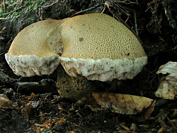 podhríb žlčový Tylopilus felleus (Bull.) P. Karst.