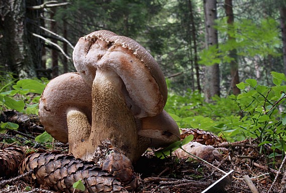 podhríb žlčový Tylopilus felleus (Bull.) P. Karst.