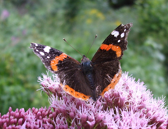 babôčka admirálska Vanessa atalanta