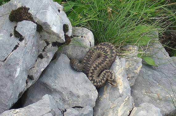 vretenica severná  Vipera berus