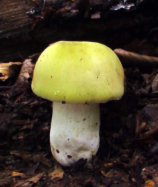 plávka (Russula sp.)