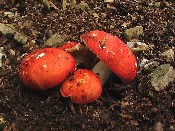 plávka (Russula sp.)