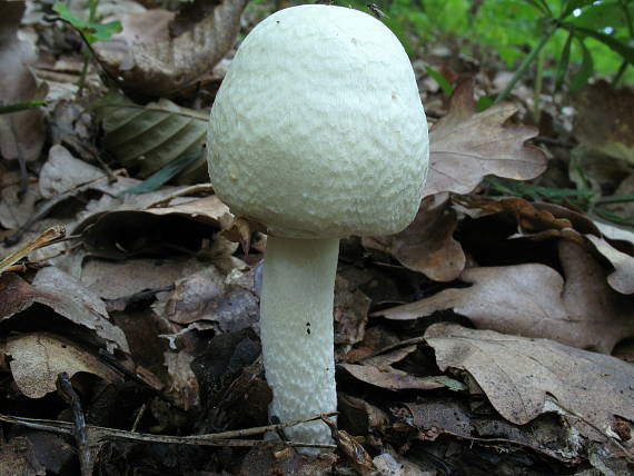 pečiarka hájová Agaricus sylvicola (Vittad.) Peck