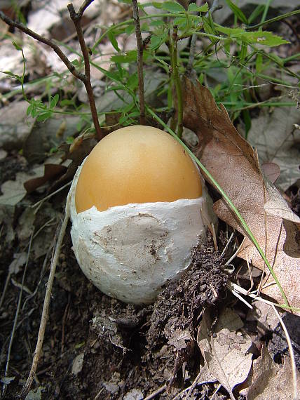 muchotrávka cisárska Amanita caesarea (Scop.) Pers.