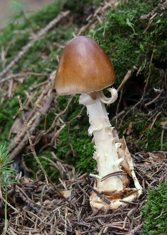 muchotrávka plavohnedá Amanita fulva Fr.