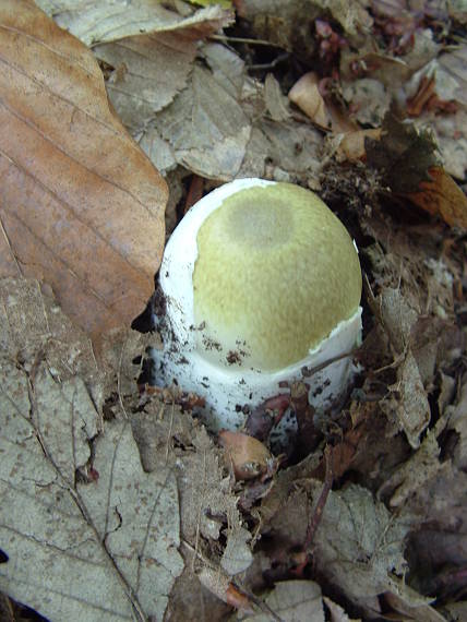 muchotrávka zelena Amanita phalloides (Vaill. ex Fr.) Link