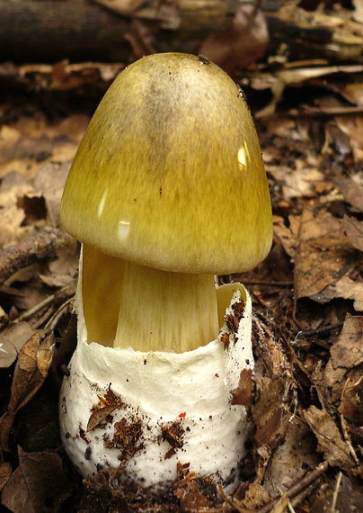 muchotrávka zelená Amanita phalloides (Vaill. ex Fr.) Link