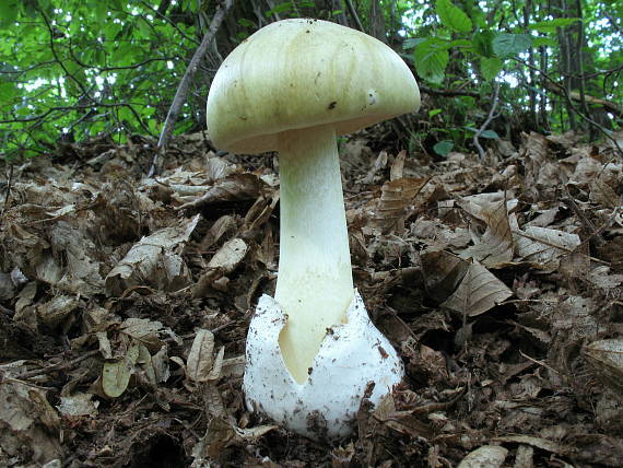 muchotrávka zelená Amanita phalloides (Vaill. ex Fr.) Link