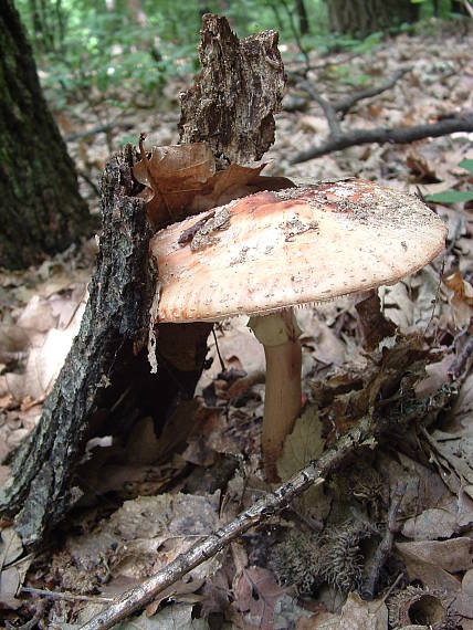 muchotrávka červenkastá Amanita rubescens Pers.