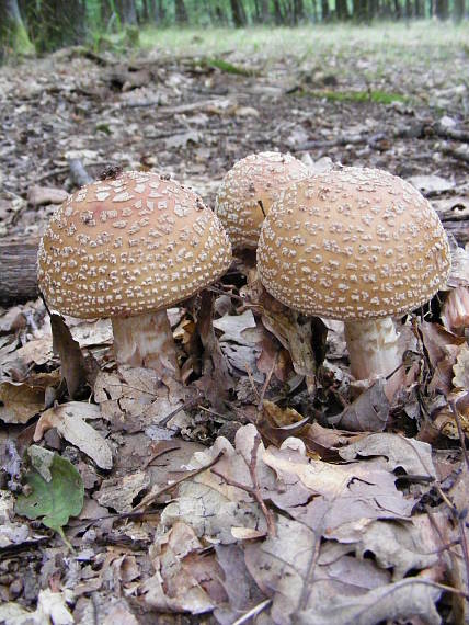 muchotrávka červenkastá Amanita rubescens Pers.