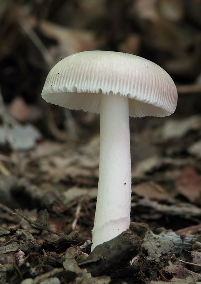 muchotrávka Amanita sp.