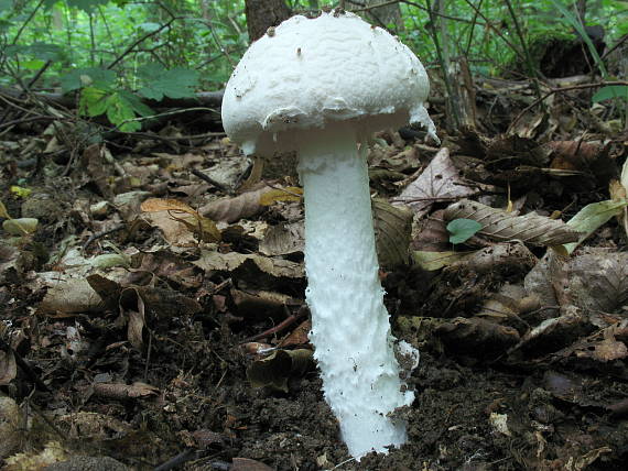 muchotrávka šiškovitá Amanita strobiliformis Gonn. & Rabenh.