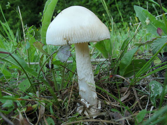 muchotrávka pošvatá biela Amanita vaginata var. alba Gillet