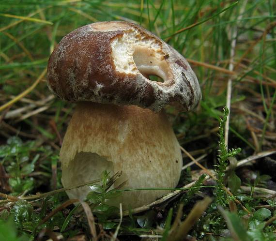 hřib bronzový Boletus aereus Bull. ex Fr.