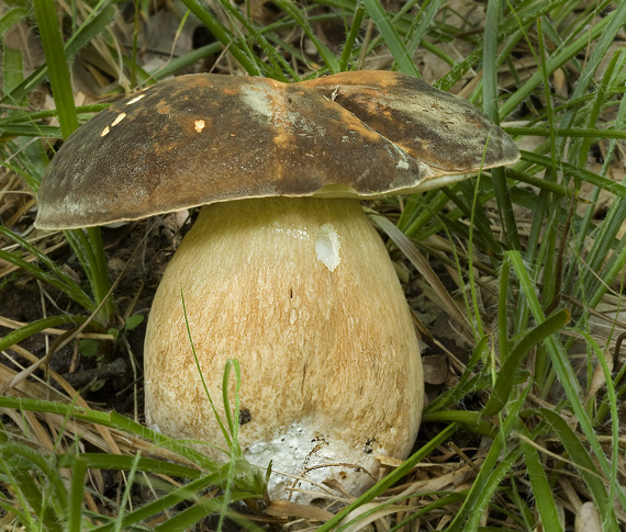 hríb bronzový Boletus aereus Bull. ex Fr.