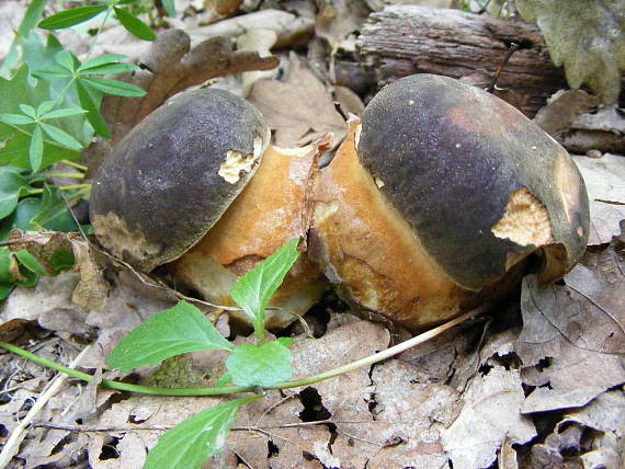 hríb bronzový Boletus aereus Bull. ex Fr.