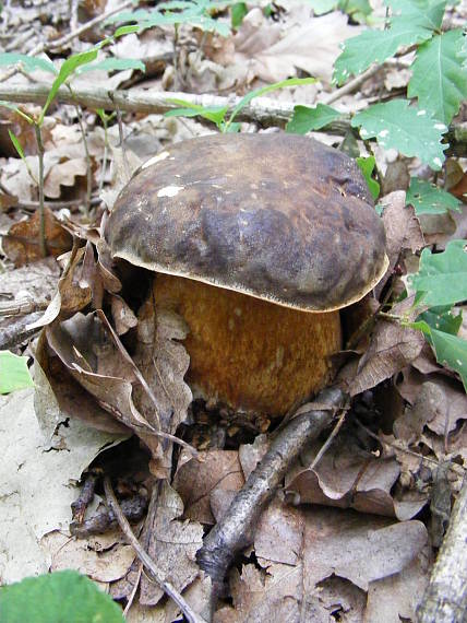 hríb bronzový Boletus aereus Bull. ex Fr.