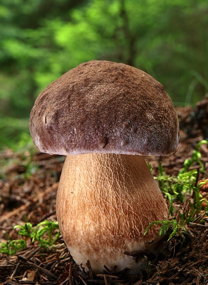 hríb sosnový Boletus pinophilus Pil. et Dermek in Pil.