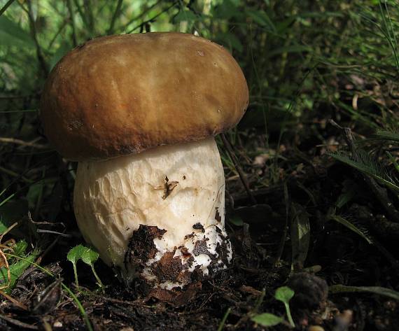 hřib dubový Boletus reticulatus Schaeff.